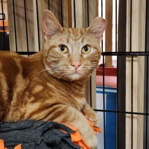 Swedish Fish is a very handsome 4-year old orange tabby boy Like all cats and kittens he will need