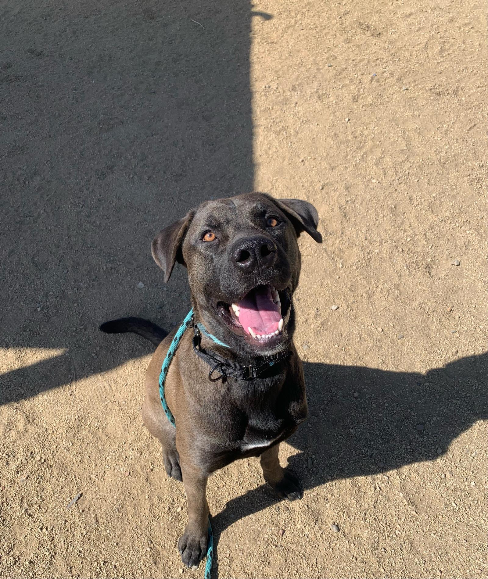 Dozer, an adoptable Mastiff, Labrador Retriever in Incline Village, NV, 89450 | Photo Image 1