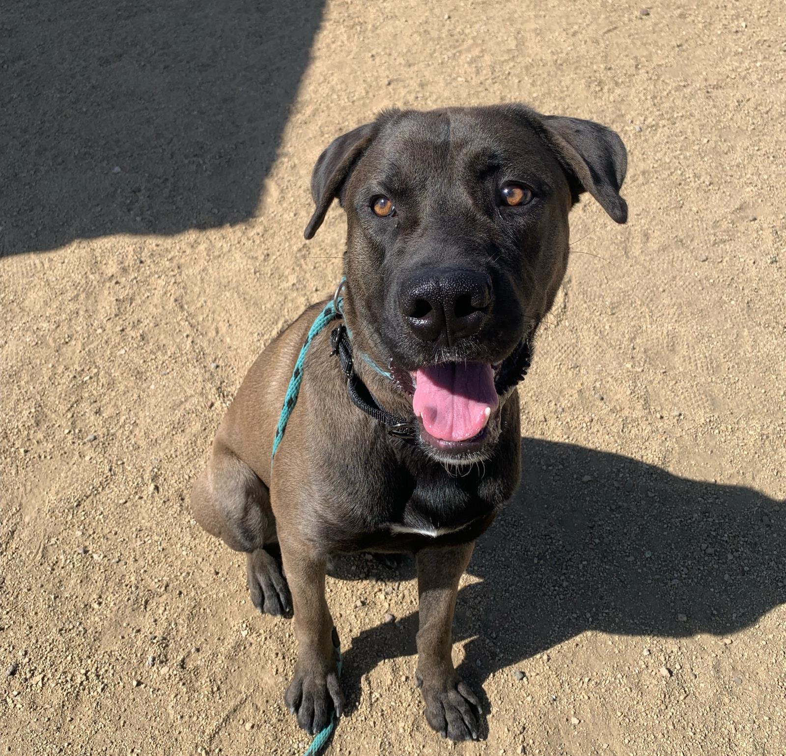 Dozer, an adoptable Mastiff, Labrador Retriever in Incline Village, NV, 89450 | Photo Image 2