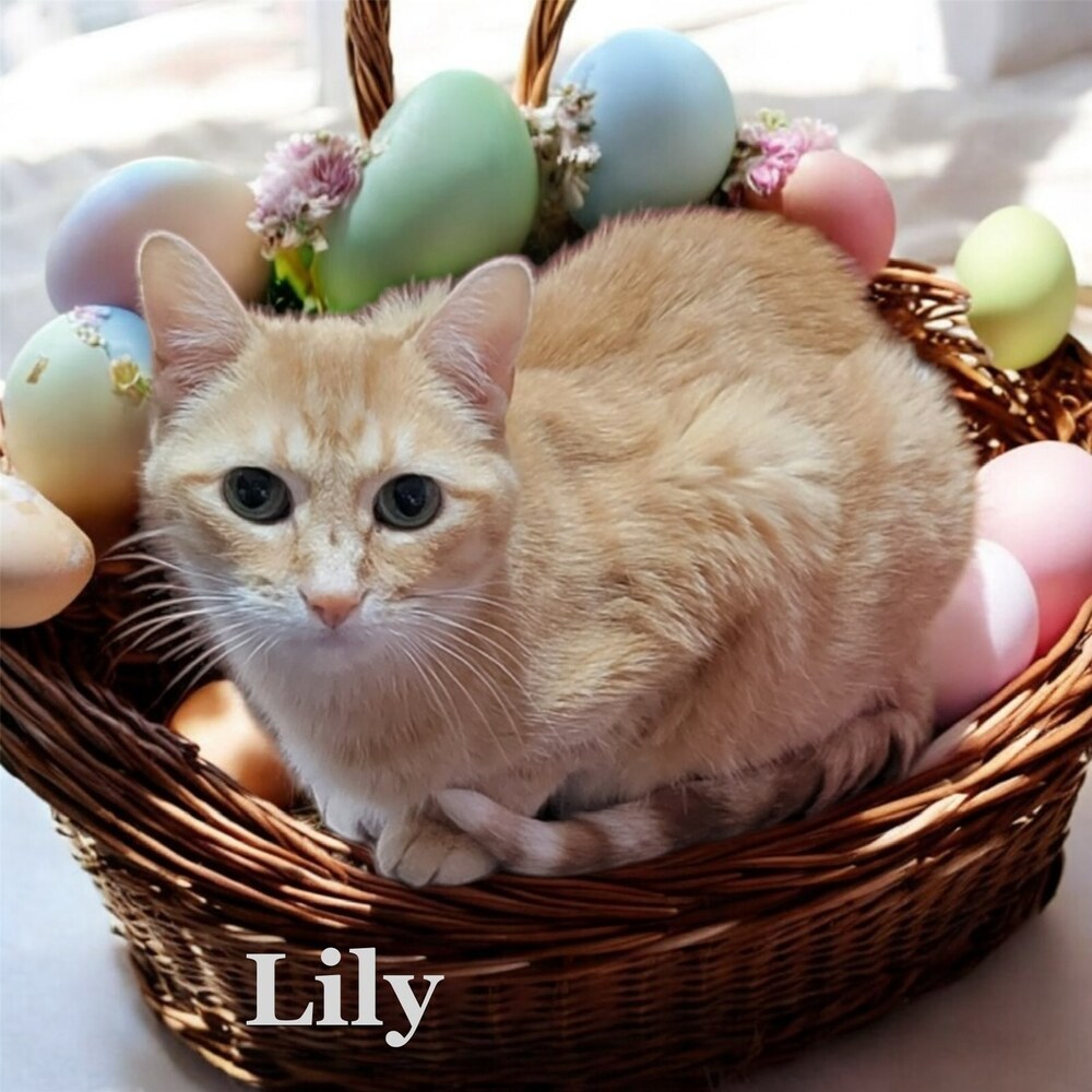 Lily, an adoptable Tabby in Plymouth, MN, 55447 | Photo Image 1