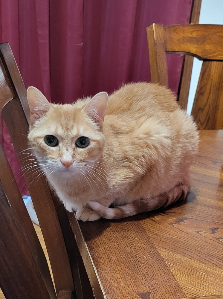 Lily, an adoptable Tabby in Plymouth, MN, 55447 | Photo Image 1