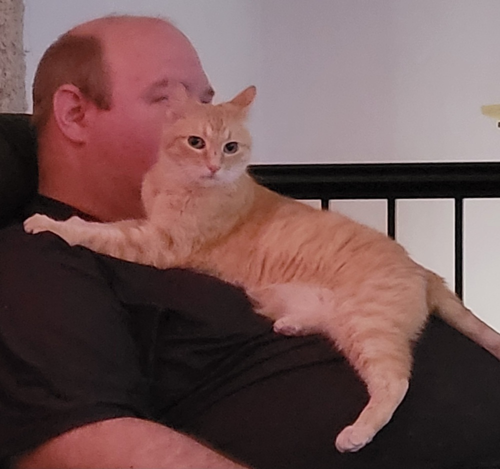 Lily, an adoptable Tabby in Plymouth, MN, 55447 | Photo Image 3