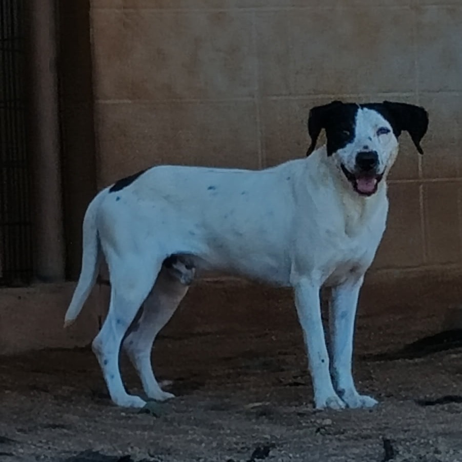 Cottontail, an adoptable English Pointer, Dalmatian in LOXAHATCHEE, FL, 33470 | Photo Image 1