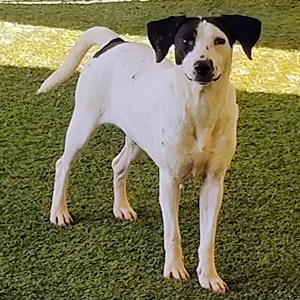 Cottontail, an adoptable English Pointer, Dalmatian in LOXAHATCHEE, FL, 33470 | Photo Image 2
