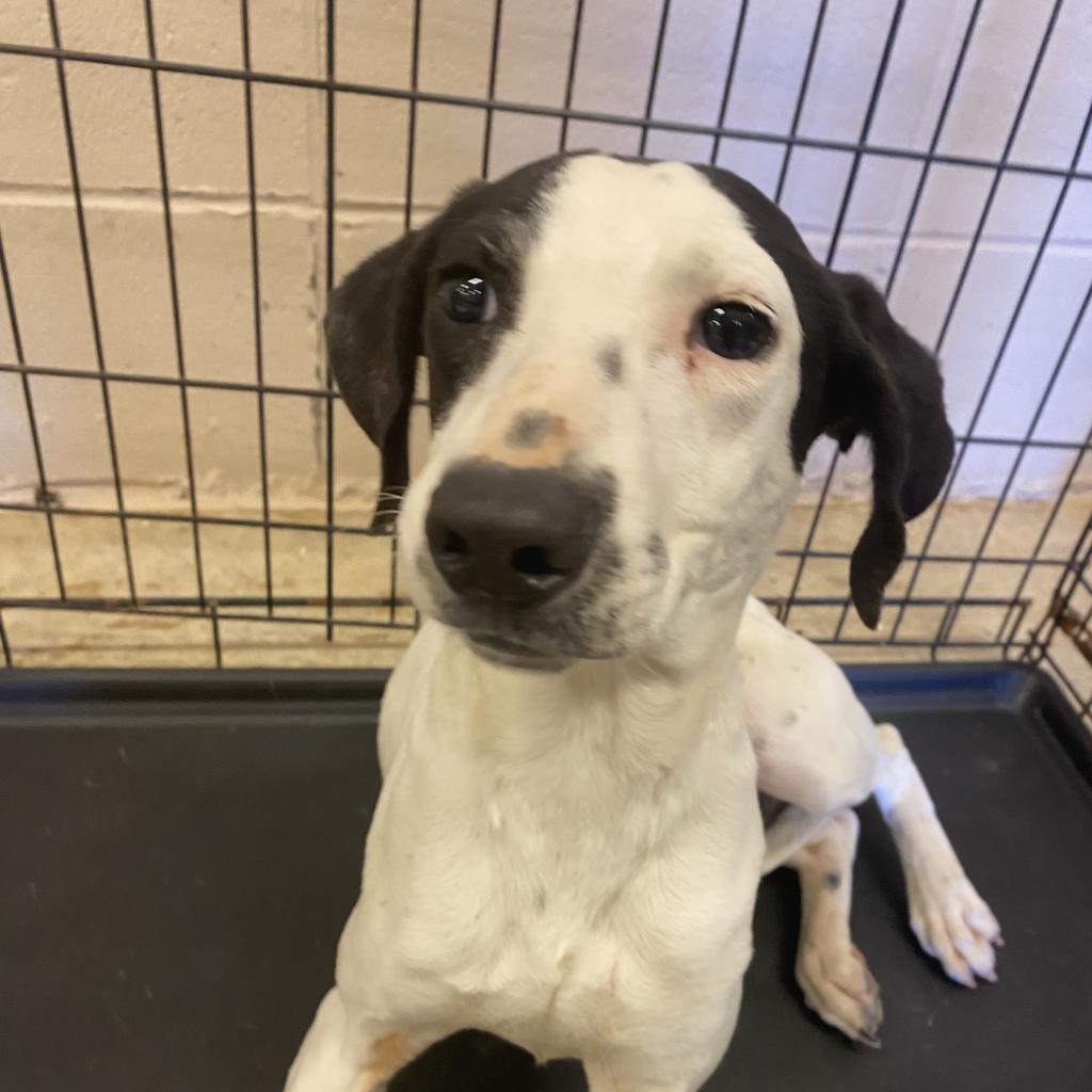 Cottontail, an adoptable English Pointer, Dalmatian in LOXAHATCHEE, FL, 33470 | Photo Image 3