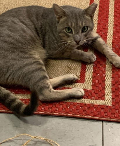 Cayden - Petsmart Plantation Foster Home