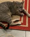 Cayden - Petsmart Plantation Foster Home photo 1