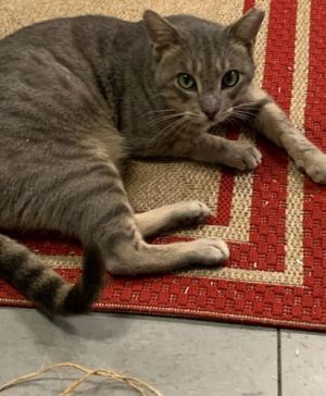 Cayden - Petsmart Plantation Foster Home, Adult Male unknown