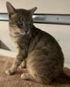 Cayden - Petsmart Plantation Foster Home photo 3
