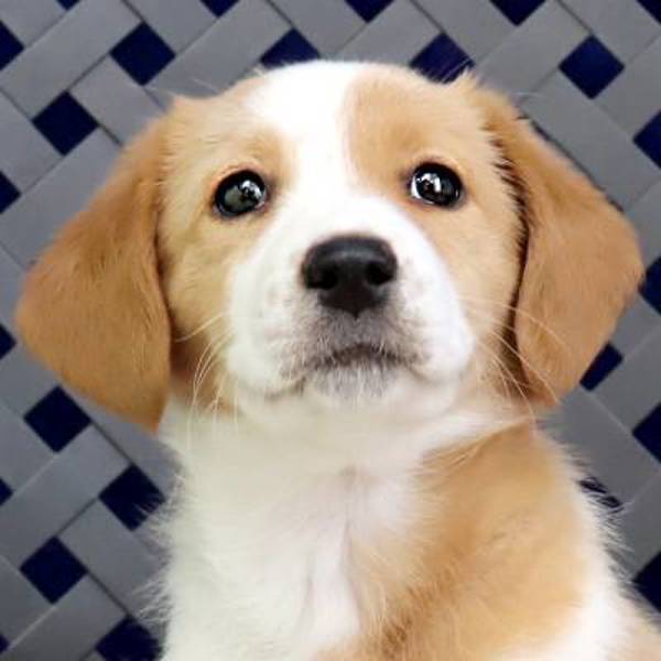 Kate, an adoptable Corgi, Beagle in Fort Davis, TX, 79734 | Photo Image 1