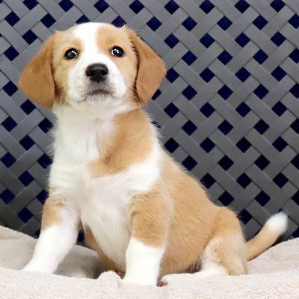 Kate, an adoptable Corgi, Beagle in Fort Davis, TX, 79734 | Photo Image 2