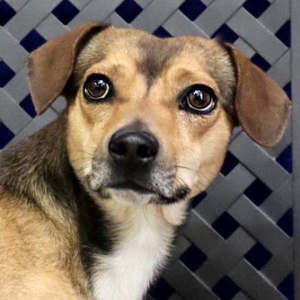 Dan, an adoptable Chihuahua, Dachshund in Fort Davis, TX, 79734 | Photo Image 1