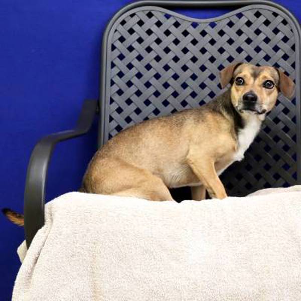 Dan, an adoptable Chihuahua, Dachshund in Fort Davis, TX, 79734 | Photo Image 2