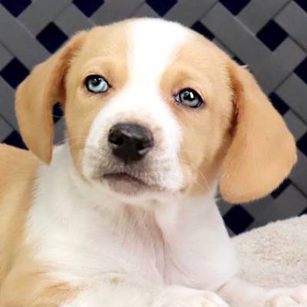 Natasha, an adoptable Corgi, Beagle in Fort Davis, TX, 79734 | Photo Image 1