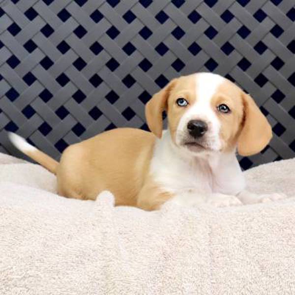 Natasha, an adoptable Corgi, Beagle in Fort Davis, TX, 79734 | Photo Image 2