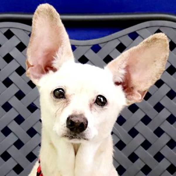 Teddy, an adoptable Chihuahua in Fort Davis, TX, 79734 | Photo Image 1