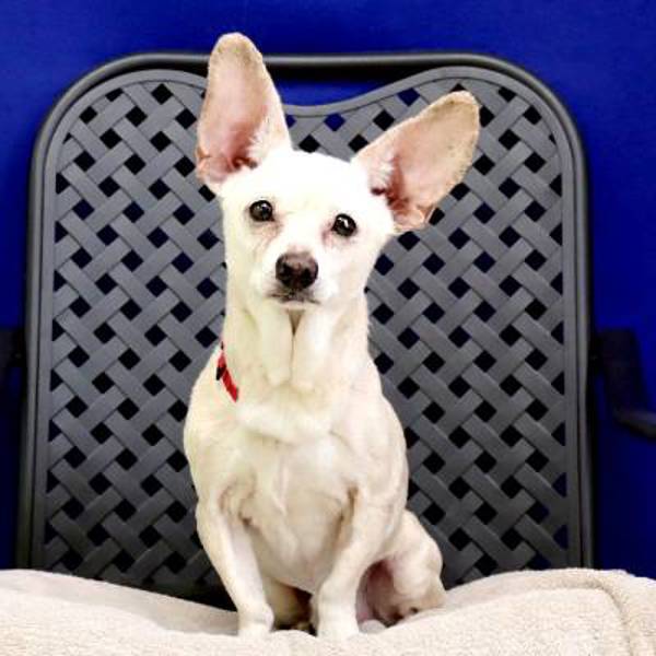 Teddy, an adoptable Chihuahua in Fort Davis, TX, 79734 | Photo Image 2
