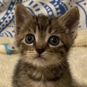 ADOPT KIT KAT Kit Kat is probably the smartest kitten in her litter but dont 