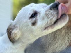 Kim, an adoptable Terrier, Spaniel in Thomasville, NC, 27361 | Photo Image 1