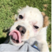 Kim, an adoptable Terrier, Spaniel in Thomasville, NC, 27361 | Photo Image 2
