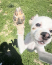 Kim, an adoptable Terrier, Spaniel in Thomasville, NC, 27361 | Photo Image 3