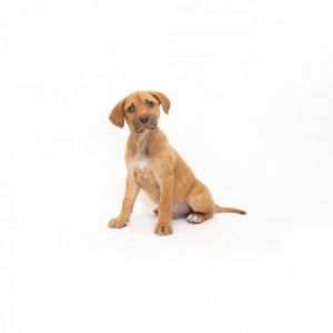 Letter is a young little boy who is ready for a family of their own All puppies