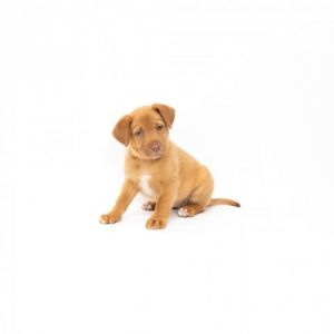 Sonnet Mixed Breed Dog