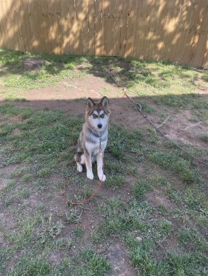 Husky 102823 birthday Kash name First round of shots Crate trained Not fully h