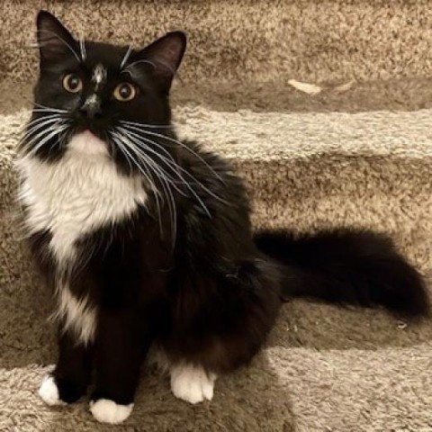 Amaretto, an adoptable Domestic Medium Hair in Las Vegas, NV, 89128 | Photo Image 1