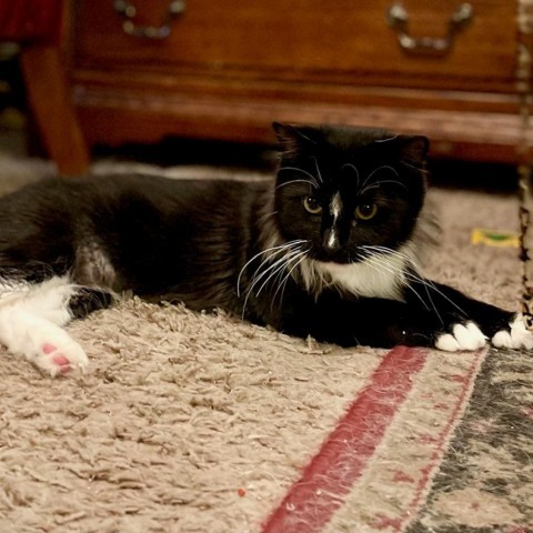 Amaretto, an adoptable Domestic Medium Hair in Las Vegas, NV, 89128 | Photo Image 5