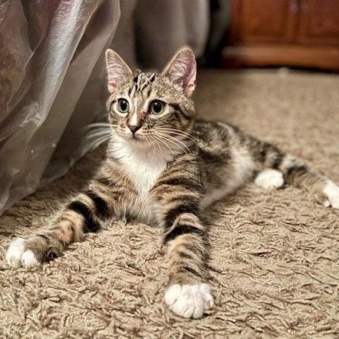 Martini, an adoptable Domestic Short Hair in Las Vegas, NV, 89128 | Photo Image 1