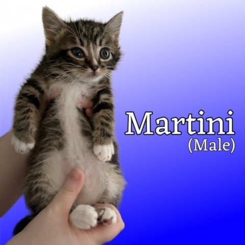 Martini, an adoptable Domestic Short Hair in Las Vegas, NV, 89128 | Photo Image 4