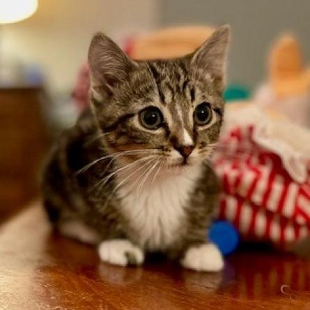 Martini, an adoptable Domestic Short Hair in Las Vegas, NV, 89128 | Photo Image 5