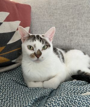 Oola Domestic Short Hair Cat