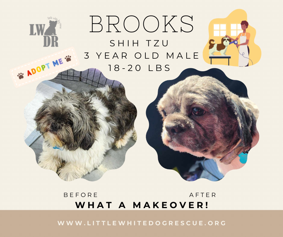 Shih tzu- Brooks