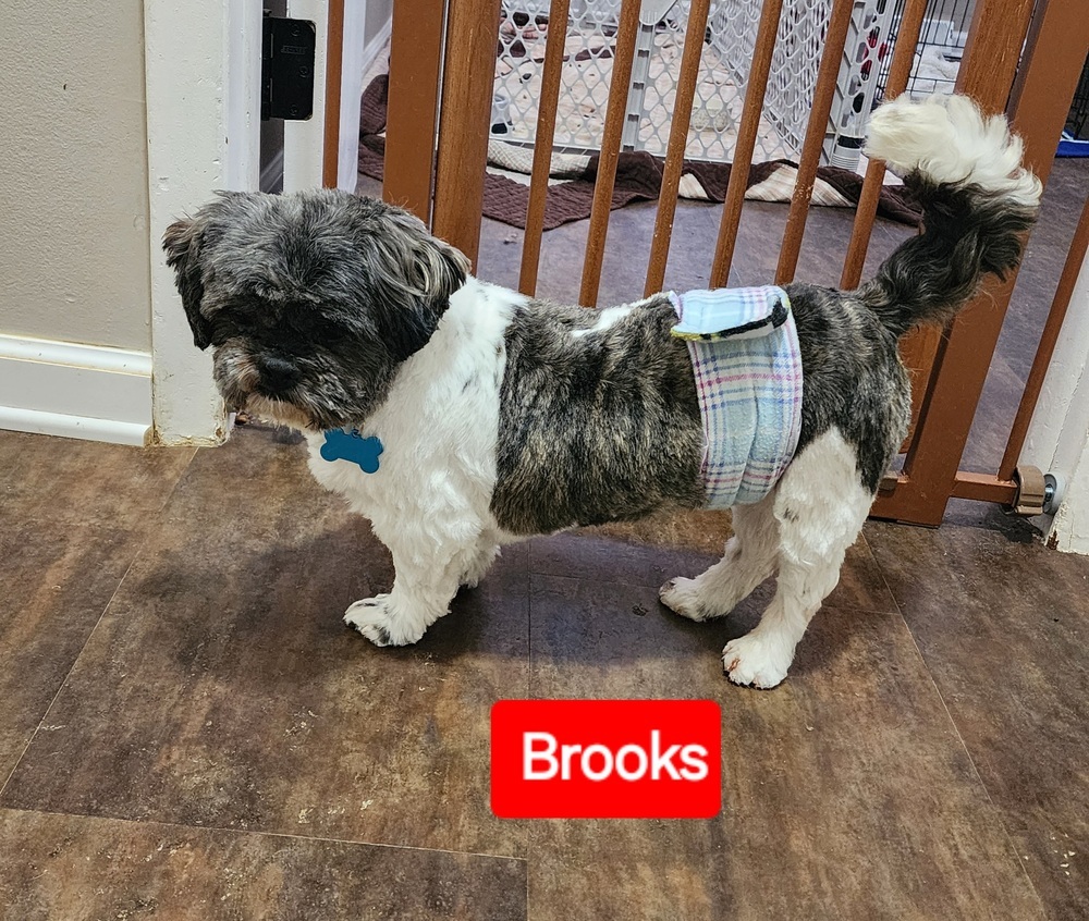 Shih tzu- Brooks