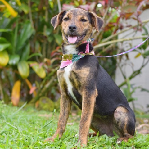 Molly, an adoptable Mixed Breed in Kailua Kona, HI, 96740 | Photo Image 1