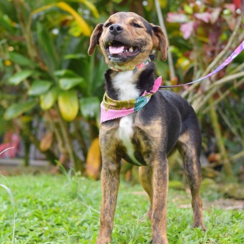Molly, an adoptable Mixed Breed in Kailua Kona, HI, 96740 | Photo Image 3