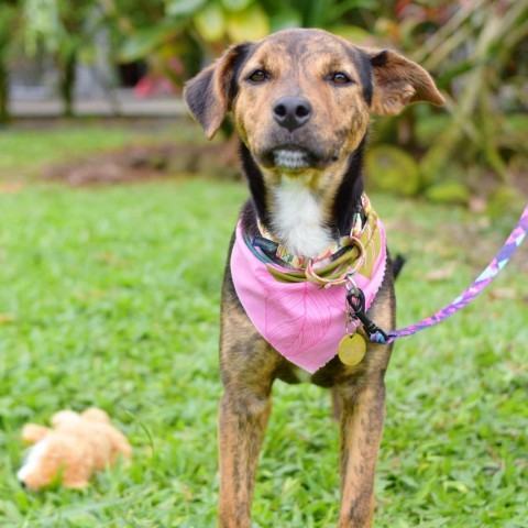 Molly, an adoptable Mixed Breed in Kailua Kona, HI, 96740 | Photo Image 4