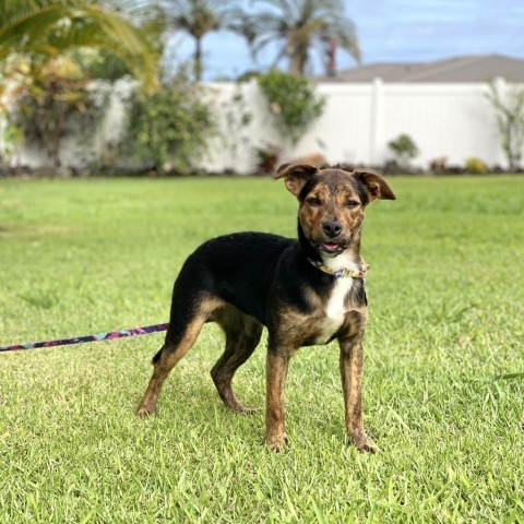 Molly, an adoptable Mixed Breed in Kailua Kona, HI, 96740 | Photo Image 6