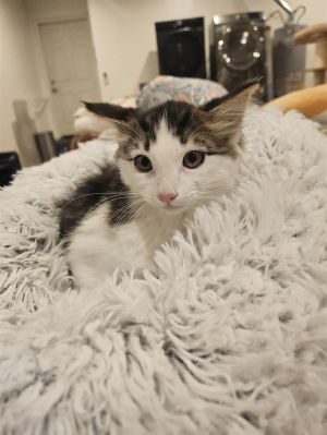 Meet Reeses the fluffy ball of joy ready to light up your life This young kitt