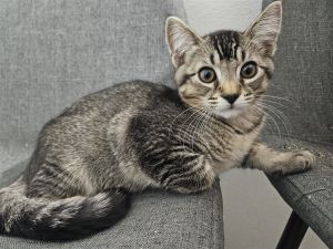 Introducing Waffle the purr-fect blend of charm energy and cuddles This adorable tabby kitten r