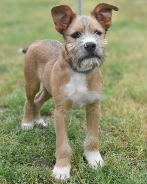 Nothing is better than Cash Cash is a 5-month-old 25-pound Terrier mix He has a very handsome ta
