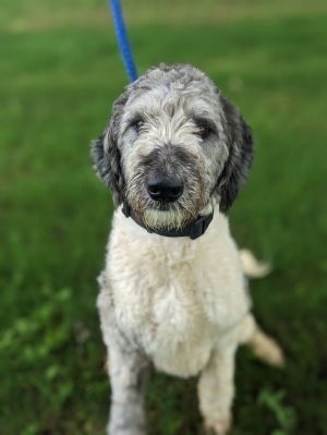 Get ready to meet Shaggy This handsome pup is a 3-year-old 50-pound Sheep Dog mix Shaggy has a b