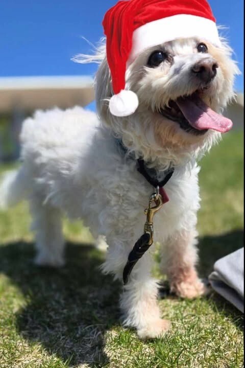 Bruno aka buddy, an adoptable Maltese, Mixed Breed in Windsor, CO, 80550 | Photo Image 1