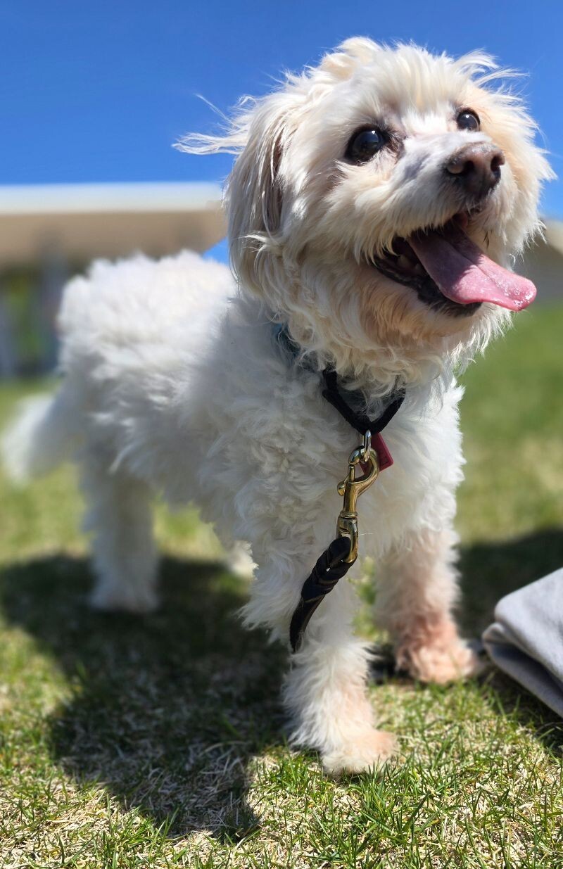 Bruno aka buddy, an adoptable Maltese, Mixed Breed in Windsor, CO, 80550 | Photo Image 1