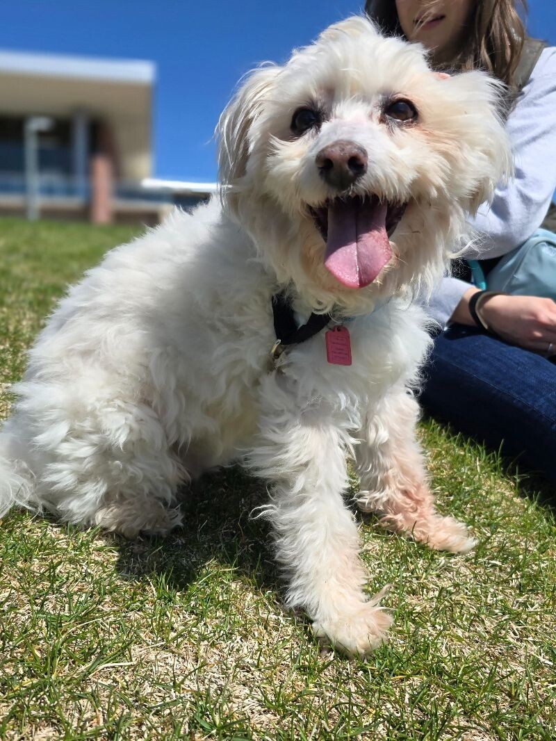 Bruno aka buddy, an adoptable Maltese, Mixed Breed in Windsor, CO, 80550 | Photo Image 2