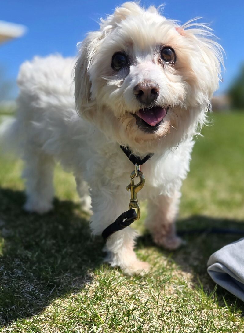 Bruno aka buddy, an adoptable Maltese, Mixed Breed in Windsor, CO, 80550 | Photo Image 3