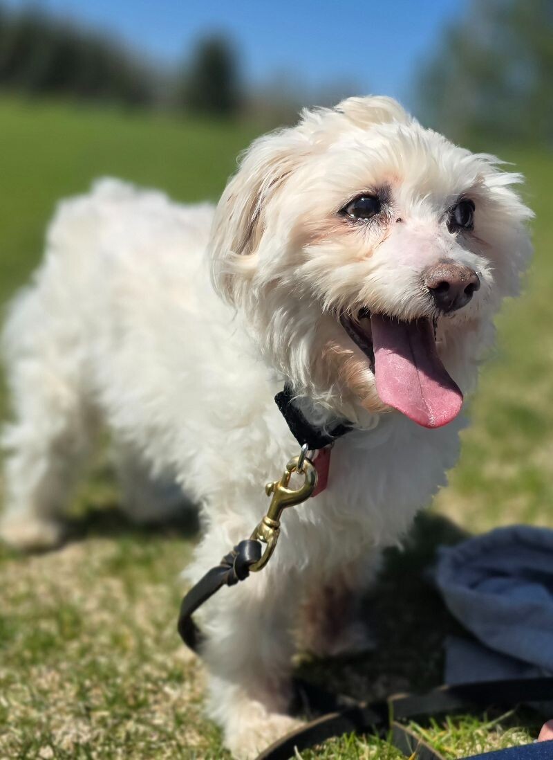 Bruno aka buddy, an adoptable Maltese, Mixed Breed in Windsor, CO, 80550 | Photo Image 4