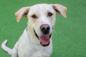 Hello my name is Sanford and Im an 11 month old neutered lab mix that curren